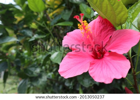 Close up pink Hibiscus flowers on the side of the road, beautiful pink hibuscus flowers, perfect blooming flowers