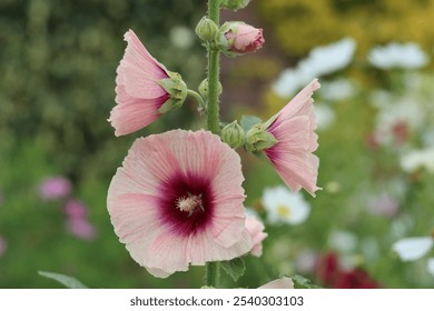 Close up of pink hollyhock flowers in a cottage garden - Powered by Shutterstock