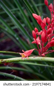 Close Up Of Pink Hummingbird Yucca Blossoms