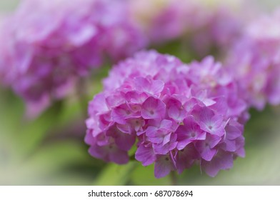 Close up of pink hydrangea