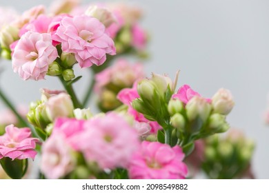 Close Up Of Pink Kalanchoe