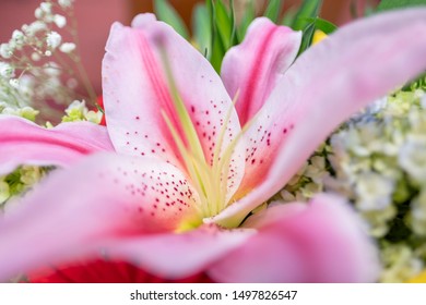 A close up of pink lilly (pink casablanca) and tone color. Bunch of flower as background. 