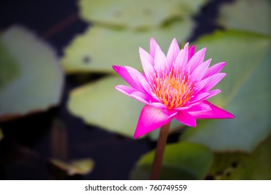 close up pink lotus