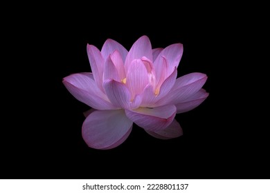 Close up of pink lotus flower isolated on black background - Powered by Shutterstock