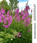 Close up pink magenta blossoms fireweed on long green stalks with blue sky and clouds behind