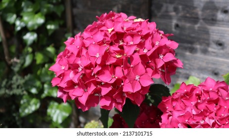 Close up of Pink Mophead Hydrangea macrophylla growing in a suburban garden in the summer sun