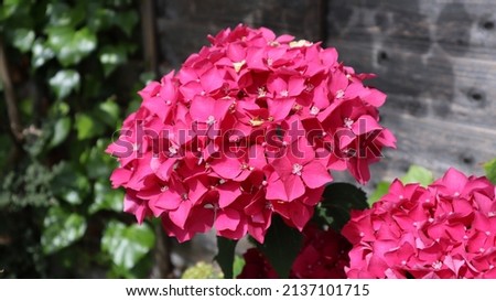 Close up of Pink Mophead Hydrangea macrophylla growing in a suburban garden in the summer sun