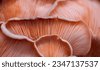 fungus texture
