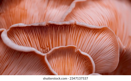 Close up of a pink oyster mushroom