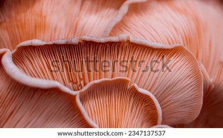 Close up of a pink oyster mushroom
