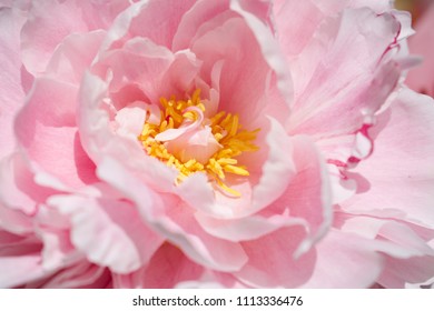 Close up of a pink peony and pistils