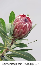 close up of pink protea flower with white background  - Shutterstock ID 2208810137