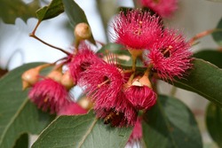 Close Up Of Pink Red Blossoms Of The Australian Native Mugga Or Red Ironbark Eucalyptus Sideroxylon, Family Myrtaceae, In Central West NSW. Small To Medium Gum Tree Endemic To Dry Sclerophyll Forest