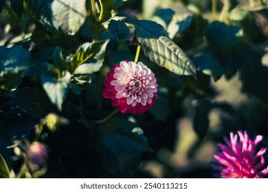 Close up of pink red semi-double dahlia flower against green background - Powered by Shutterstock