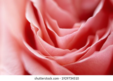 Close up pink rose flower. Abstract background. Macro. Selective focus. Soft focus. Copy space. - Powered by Shutterstock