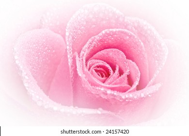 Close up of pink rose petails covered dew - Powered by Shutterstock