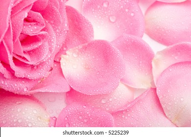 Close up of pink rose petails covered dew - Powered by Shutterstock