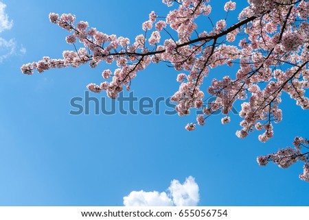 close up at pink sakura or cherry blossom branch extending to the top of the picture with the blue sky and white cloud as a backdrop, beatiful naturally for background