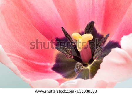 Similar – Close-Up Details Of Pink Tulip Flower