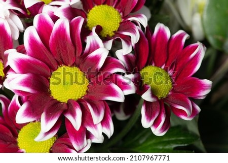 Close up of pink and white chrysanthemum flowers