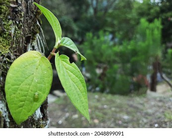 Close Up Of Piper Nigrum, Black Peppercorn Tree With Leaves During Summers