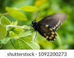 Close up of Pipevine swallowtail (Battus philenor) fluttering its wings while resting on a green plant, California