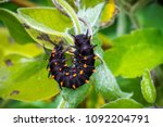 Close up of Pipevine swallowtail (Battus philenor) caterpillar perched on a green plant, California