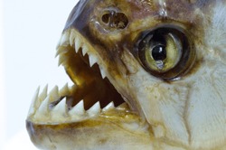 Close Up Of A Piranha Fish Face