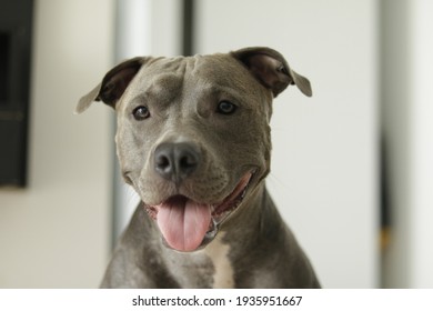 Close Up Of A Pit Bull Dog's Face At Home