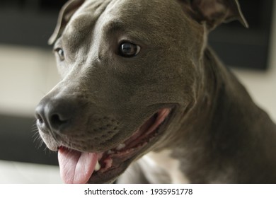 Close Up Of A Pit Bull Dog's Face At Home