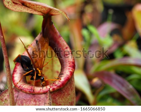 Close up of Pitcher Plant in Thailand