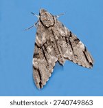 Close up the Plain grey Hawk moth isolate on blue background. 