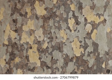 Close up of plane tree bark