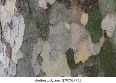 Close up of plane tree bark