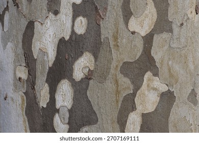 Close up of plane tree bark