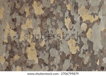 Close up of plane tree bark