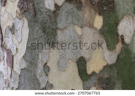 Close up of plane tree bark