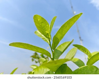 A close up of a plant