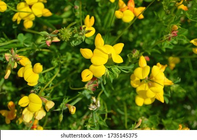 Close up of the plant birds-foot trefoil. - Shutterstock ID 1735145375