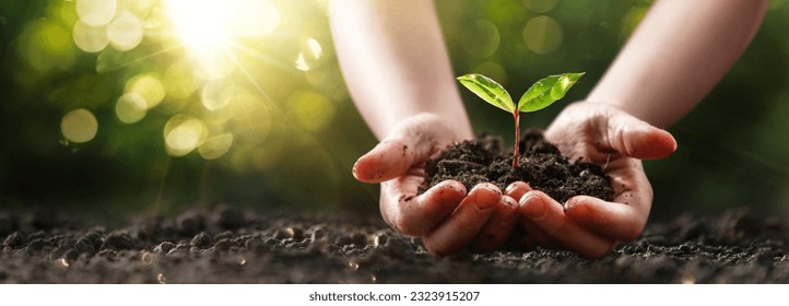 Close up of a plant in a child's hands. Ecological concept with green sunny background - Powered by Shutterstock