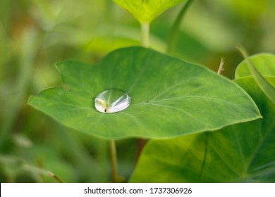 Close Up Plant Drop Wather Droplet Of Wather On Leaf In The Garden