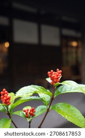 A close up of a plant featuring small clusters of vibrant red berries atop glossy green leaves set against a deeply blurred dark background
