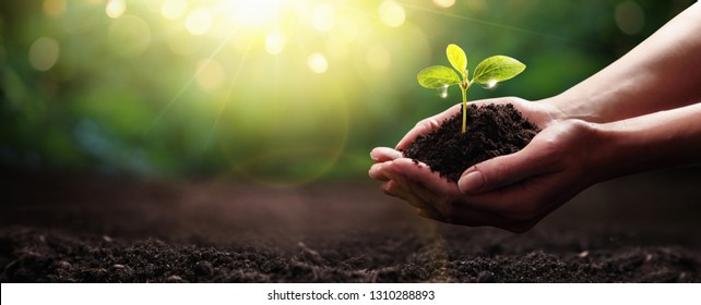 hand plant images stock photos vectors shutterstock https www shutterstock com image photo close plant female hands care environment 1310288893