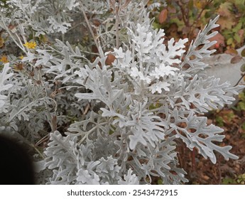 Close up of a plant with frayed silver leaves Jacobea maritima 'Silverdust', a cultivar selected for its dense silvery tomentum - Powered by Shutterstock