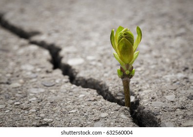 Close up of plant growing up from crack in the asphalt road with copy space