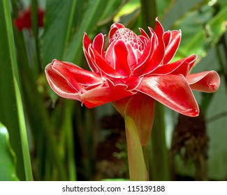 Close Up Of Plant From Jungle Torch Ginger, Phaeomeria Magnifica. Amazonia, Ecuador