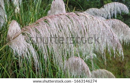 Close up of plant plume
