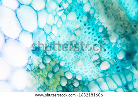  Close up Plant Stem under the microscope for classroom education.
