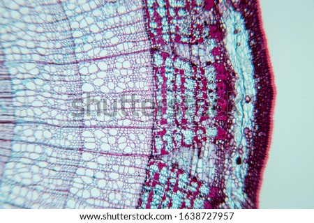 Close up Plant Stem under the microscope for classroom education.
