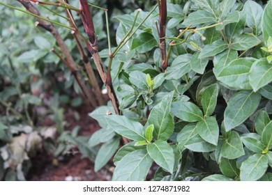 Close up of plants